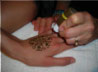 Henna